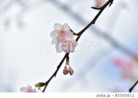 緋寒桜2022 緋寒桜2022 85583611