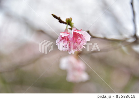 緋寒桜2022 85583619