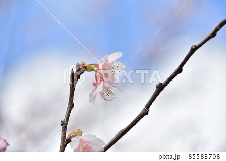 緋寒桜2022 緋寒桜2022 85583708