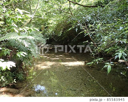 奥間川 国頭村 沖縄県 トレッキング 川遊び 沖縄観光 観光おきなわ 川 自然 奥間川 国頭村 沖縄県 トレッキング 川遊び 沖縄観光 観光おきなわ 川 自然 85583945