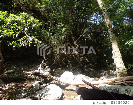 奥間川　国頭村　沖縄県　トレッキング　川遊び　沖縄観光　観光おきなわ　川　自然 85584026