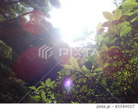 奥間川　国頭村　沖縄県　トレッキング　川遊び　沖縄観光　観光おきなわ　川　自然 85584027