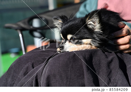 女性に甘える犬　チワワ　 85584209