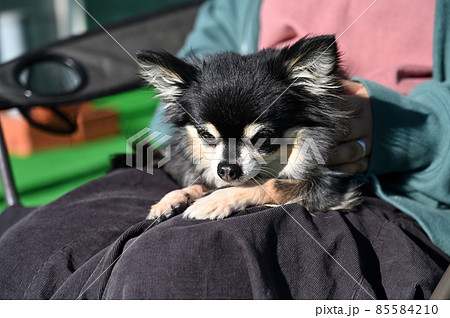 女性に甘える犬　チワワ　 85584210