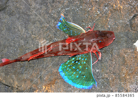 生きているホウボウ 85584365