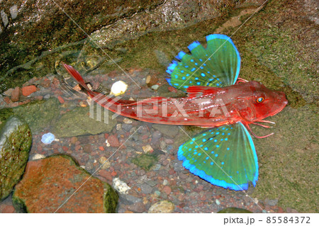 生きているホウボウ 85584372