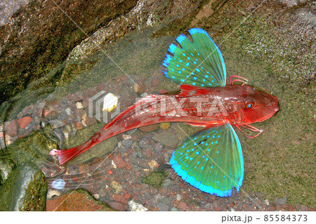 生きているホウボウ 生きているホウボウ 85584373