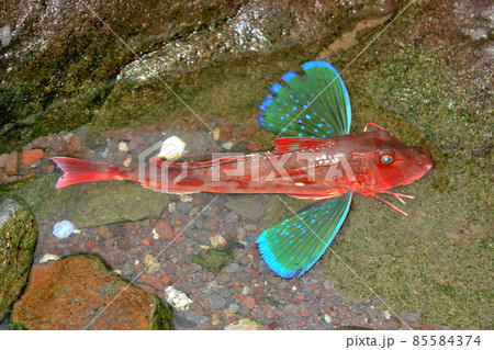 生きているホウボウ 生きているホウボウ 85584374