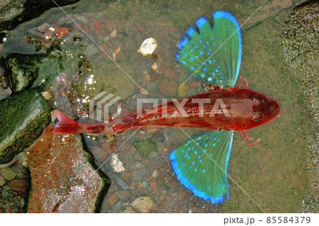 生きているホウボウ 85584379