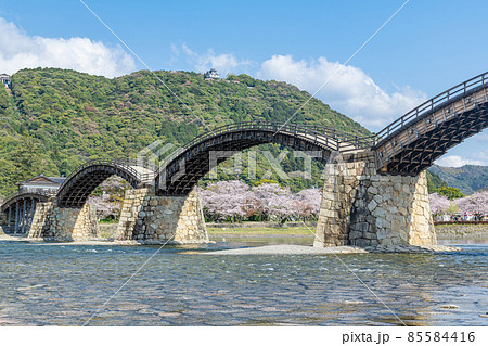 山口県岩国市　晴天の錦帯橋と桜の花 85584416