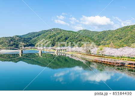 山口県岩国市　晴天の錦帯橋と桜の花 85584430