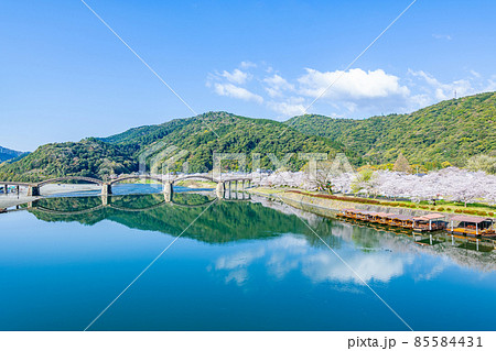 山口県岩国市　晴天の錦帯橋と桜の花 85584431