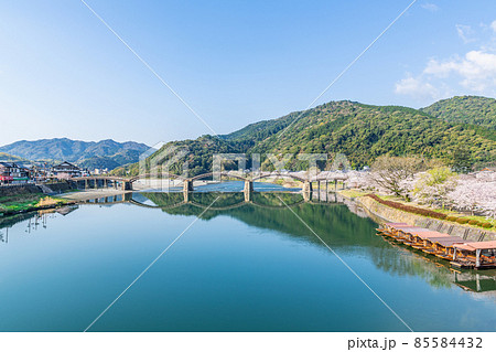 山口県岩国市　晴天の錦帯橋と桜の花 85584432