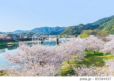 山口県岩国市 晴天の錦帯橋と満開の桜 山口県岩国市 晴天の錦帯橋と満開の桜 85584437