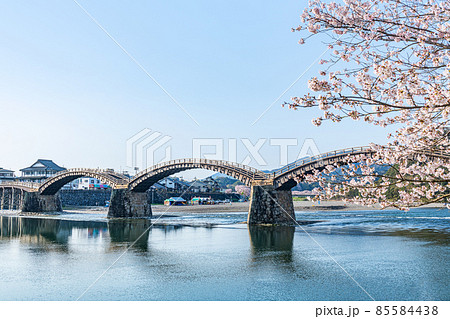 山口県岩国市　晴天の錦帯橋と桜の花 85584438