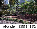 港区赤坂にある乃木公園の園内を望む 85584562