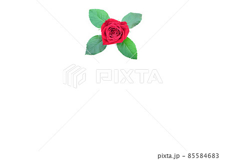 薔薇　赤　赤薔薇　花　フラワー　赤い薔薇　赤い花 85584683