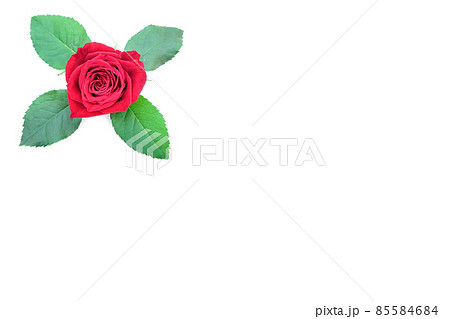 薔薇　赤　赤薔薇　花　フラワー　赤い薔薇　赤い花 85584684