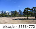 皇居前広場の松の木とビル群 85584772