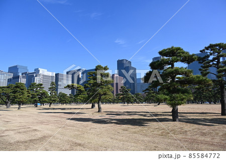 皇居前広場の松の木とビル群 85584772