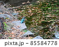 井の頭公園の池のほとりにやってきたきれいな色したカワセミ 85584778