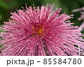 ピンク色のきれいな菊の花 85584780