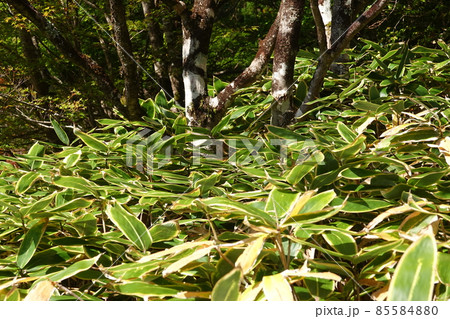 クマ笹 クマ笹 85584880