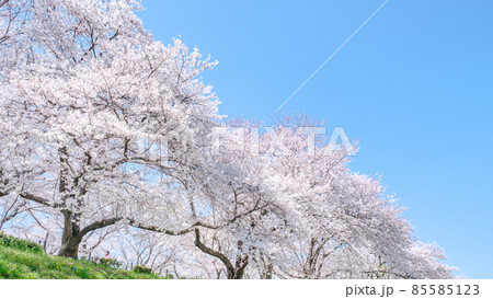 満開の桜（権現堂桜堤） 85585123