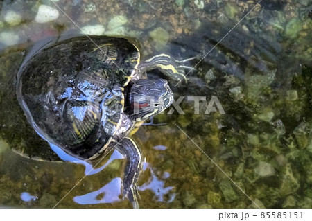 ミドリカメ 85585151