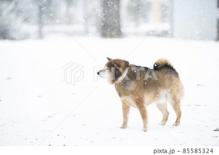 犬　柴犬　雪　公園　冬 85585324