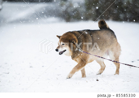 犬　柴犬　雪　公園　冬 85585330