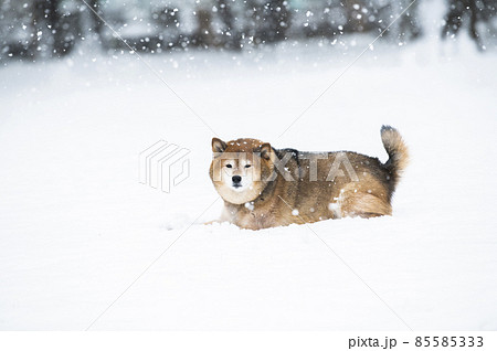 犬　柴犬　雪　公園　冬 85585333
