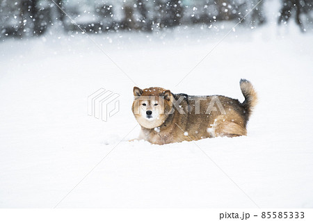 犬 柴犬 雪 公園 冬 犬 柴犬 雪 公園 冬 85585333