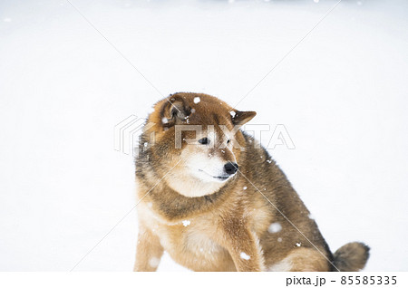 犬 柴犬 雪 公園 冬 犬 柴犬 雪 公園 冬 85585335