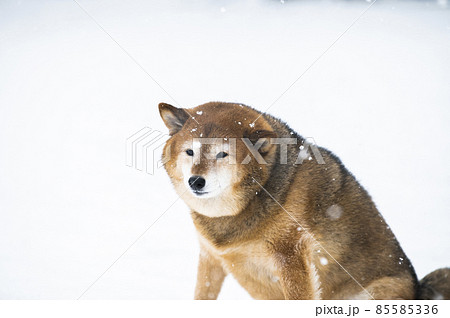 犬 柴犬 雪 公園 冬 犬 柴犬 雪 公園 冬 85585336