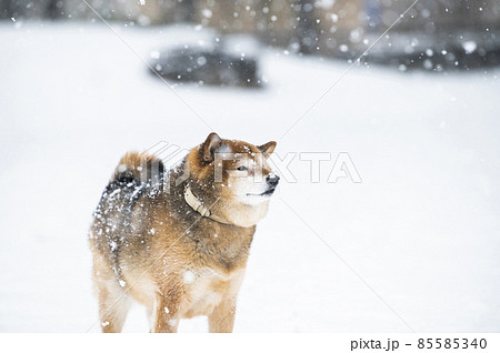 犬　柴犬　雪　公園　冬 85585340