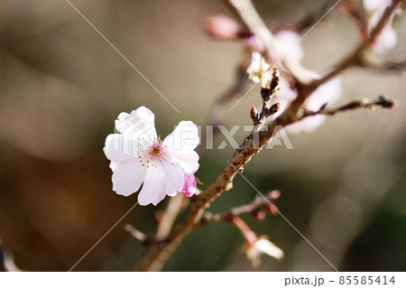 12月に咲くジュウガツザクラ（十月桜） 85585414