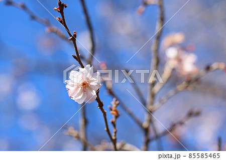 冬の青空に映える咲くジュウガツザクラ（十月桜） 85585465