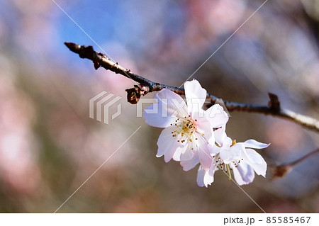 12月に咲くジュウガツザクラ（十月桜） 85585467