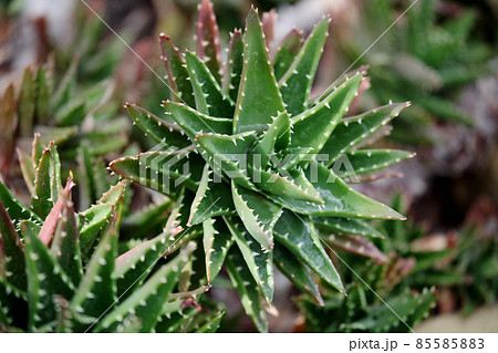 フヤジョウ 85585883