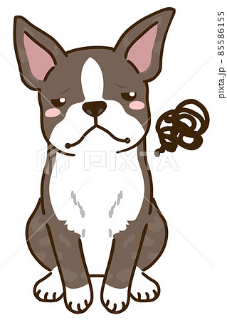 不満があるボストンテリア(ブリンドルホワイト) 不満があるボストンテリア(ブリンドルホワイト) 85586155