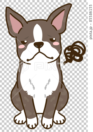 不満があるボストンテリア(ブリンドルホワイト) 不満があるボストンテリア(ブリンドルホワイト) 85586155