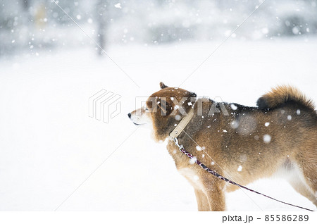 犬 柴犬 雪 公園 冬の写真素材