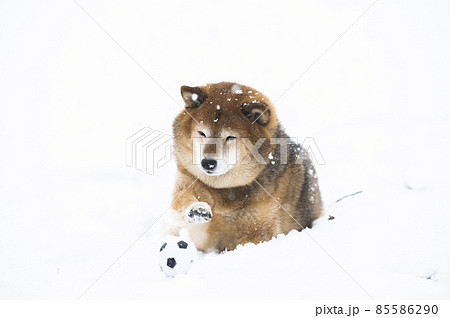 犬　柴犬　雪　公園　冬　ボール　遊ぶ 85586290