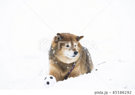 犬　柴犬　雪　公園　冬　ボール　遊ぶ 85586292