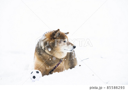 犬　柴犬　雪　公園　冬　ボール　遊ぶ 85586293