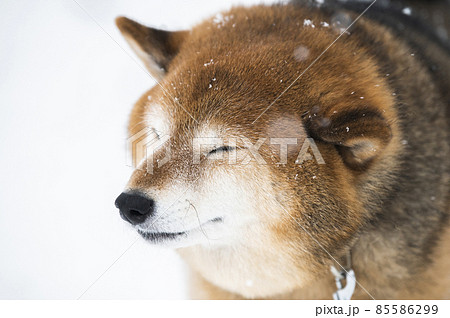 犬 柴犬 雪 公園 冬 目つむり 犬 柴犬 雪 公園 冬 目つむり 85586299