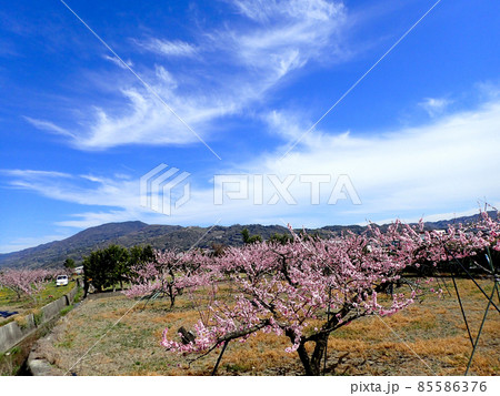あら川桃源郷の桃の花 85586376