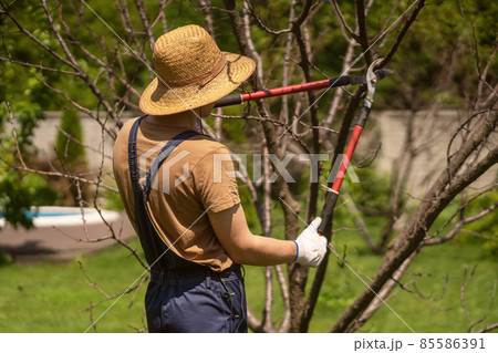 Gardener is cutting tree branches with a pruner. 85586391
