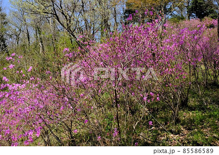 ミツバツツジと雑木林の芽吹き 相模原市津久井 4月 の写真素材